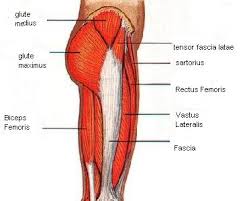 The muscular system consists of the skeletal muscles and their associated structures. Hip Muscles Pictures And Exercises