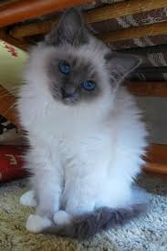 Pin By Hilal Demirci On Sacres De Birmanie Long Hair Cat Breeds Pretty Cats Cat Breeds