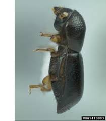 Image result for Blotiella natalensis