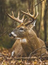 Hunt Deer Despite Cwd But Be Smart News The Tri County