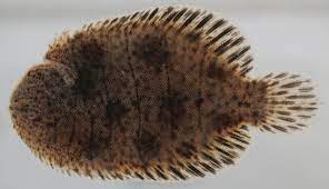 斑點三鰭鰨(Trinectes maculatus) - Picture Fish