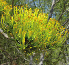 Image result for Lasiodiscus pervillei