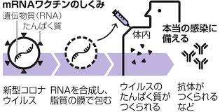 塩液で希釈） 希釈後、室温で6時間 （一度針をさしたもの以降） 室温で6時間 2～8 で48時間 希釈不要 （一度針をさしたもの以降） 2～25 で6時間（解凍後の再凍 結は不可） 希釈不要 備考 • 医療機関では、ドライアイス 又は ãªãœãƒžã‚¤ãƒŠã‚¹75åº¦å¿…è¦ æŒ¯å‹•ng ã‚³ãƒ­ãƒŠãƒ¯ã‚¯ãƒãƒ³ æ–°åž‹ã‚³ãƒ­ãƒŠã‚¦ã‚¤ãƒ«ã‚¹ æœæ—¥æ–°èžãƒ‡ã‚¸ã‚¿ãƒ«