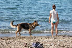Particularly northern and eastern regions). Reisen Und Urlaub Mit Schaferhund Schaeferhundseite De