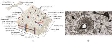 Bone is found in the shafts of long bone and consists of related posts of bone cross section labeled bone anatomy lecture. Bone Structure Anatomy And Physiology I