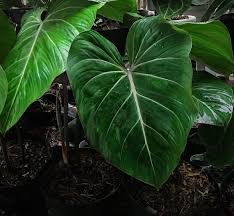 Pin Oleh Ilham Habib Di Philodendron Dengan Gambar