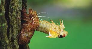 But while the cicadas have prime number life cycle such as 7 or 11. Cicadas Odd Life Cycle Poses Evolutionary Conundrums Science News