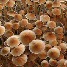 Pin On Mushies