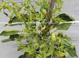 Check spelling or type a new query. Pengendalian Penyakit Keriting Daun Thrips Pada Tanaman Cabai Distributor Dan Stockist Nasa
