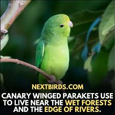 Check spelling or type a new query. Canary Winged Parakeet Taming Pet Supplies Facts More Nextbirds
