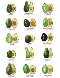 avocado varieties a brief guide to some of the most loved