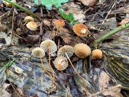 Image result for Marasmius sp.