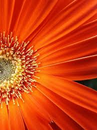 Aesthetic Black And Yellow Flowers Orange And Yellow Flower Macro On Black Background Orange Aesthetic Orange Flowers Flowers Photography