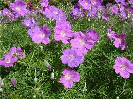 Image result for Geranium incanum