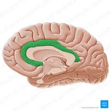 Image result for Cerebral Subcortex