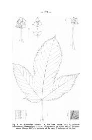 Image result for Musanga leo-errerae