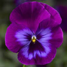 @ pastorino farms 12511 san mateo road (highway 92) half moon bay, ca mailing address: Wonderfall Purple And Blue Shades Syngenta Flowers