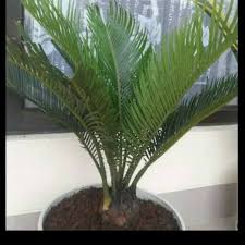 Scopri ricette, idee per la casa, consigli di stile e altre idee da provare. Tanaman Hias Sikas Pohon Sikas Shopee Indonesia