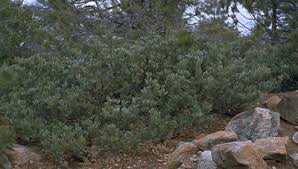 Image result for Daknopholis