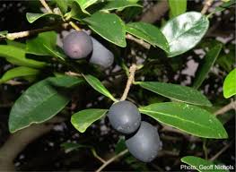 Image result for Chionanthus foveolatus