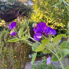 Image result for Lathyrus odoratus