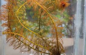 Image result for Cabombaceae