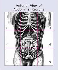 When dissecting the right lower quadrant, it appeared it includes an appendix, cecum, right half of the female reproductive system, right ureter, and parts of the small intestine. Anatomical Terms Meaning Anatomy Regions Planes Areas Directions