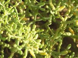 Image result for Zygophyllum cuneifolium
