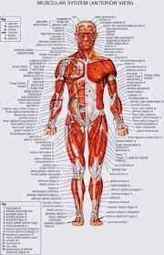 Biggest muscles in the human body. Pin By Julio Dominguez On Total Body Muscles Human Body Muscles Human Body Anatomy Human Anatomy And Physiology