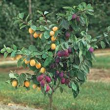 A fruit salad tree is a fruit tree that grows up to 6 different fruits all on the 1 tree. Stark Custom Graft 2 N 1 Plum From Stark Bro S Growing Fruit Trees Fruit Trees Fruit Trees In Containers