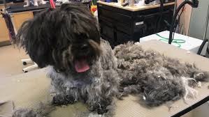 Maybe you would like to learn more about one of these? West Michigan Pet Groomer Opens Doors Despite Gov Whitmer S Restrictions Wwmt