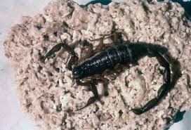 Check spelling or type a new query. Florida Memory Florida Bark Scorpion Centruroides Gracilis