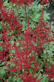 Red Sentinel Astilbe Astilbe X Arendsii Red Sentinel At Gertens Growing Hydrangeas Astilbe Shade Perennials