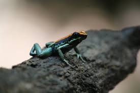 Image result for Fadogia gossweileri