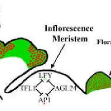 We did not find results for: Pdf Specification And Maintenance Of The Floral Meristem Interactions Between Positively Acting Promoters Of Flowering And Negative Regulators