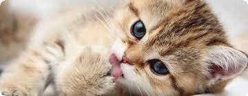 kedi tuyunun zararlari nelerdir