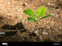 Image result for oak sapling