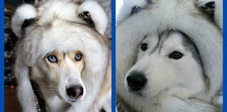 Spotlight Interview Gone To The Snow Dogs Pet Influencers Their Pawdience Hireinfluence