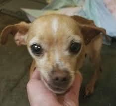Deer head chihuahuas are bigger than their apple head counterparts. De Lost Pets Found Male Tan White Chihuahua Mix In Facebook