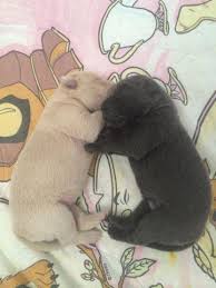You will find labrador retriever dogs and puppies for adoption in our ohio listings. Dilute Labrador Puppies Silver Charcoal And Champagne Labs For Sale In Spokane Washington Classified Americanlisted Com