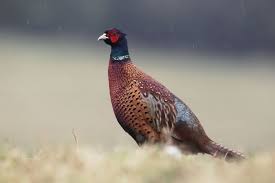 Our search our listings for properties with rivers or creeks, mountain views, nearby skiing and more. Video Activists Help Nearly 5 000 Pheasants Escape Game Farm Farminguk News