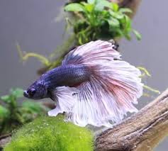Use our free comparison tool to save. Best Betta Filters Make Your Betta Fish Happy Healthy