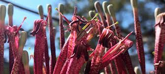 Image result for Tapinanthus dependens