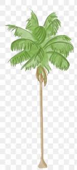 Clipart art enjoy your computer. Areca Palm Arecaceae Silhouette Png 2733x1863px Areca Palm Arecaceae Arecales Cartoon Coconut Download Free