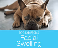Facial Swelling In Dogs Why Is My Dog S Face Swollen