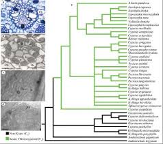 Image result for Alinula paradoxa