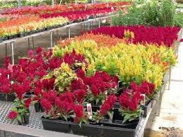 Divoka Kraska Z Indonesie Udelejte Ji Misto Ve Sve Zahrade Galerie Magazin Zahrada Spring Garden Plants Photoshop Resources