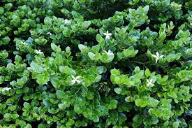 Image result for Marsilea macrocarpa