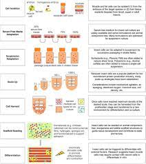 One of the most important uses of cell culture is in research and production of vaccines. Frontiers Possibilities For Engineered Insect Tissue As A Food Source Sustainable Food Systems