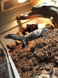Maybe you would like to learn more about one of these? Z Out Of Stock Black Rough Neck Monitor Ch Adult Varan